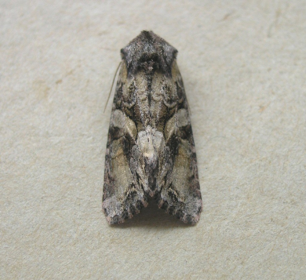 Beautiful Brocade (Lacanobia contigua)