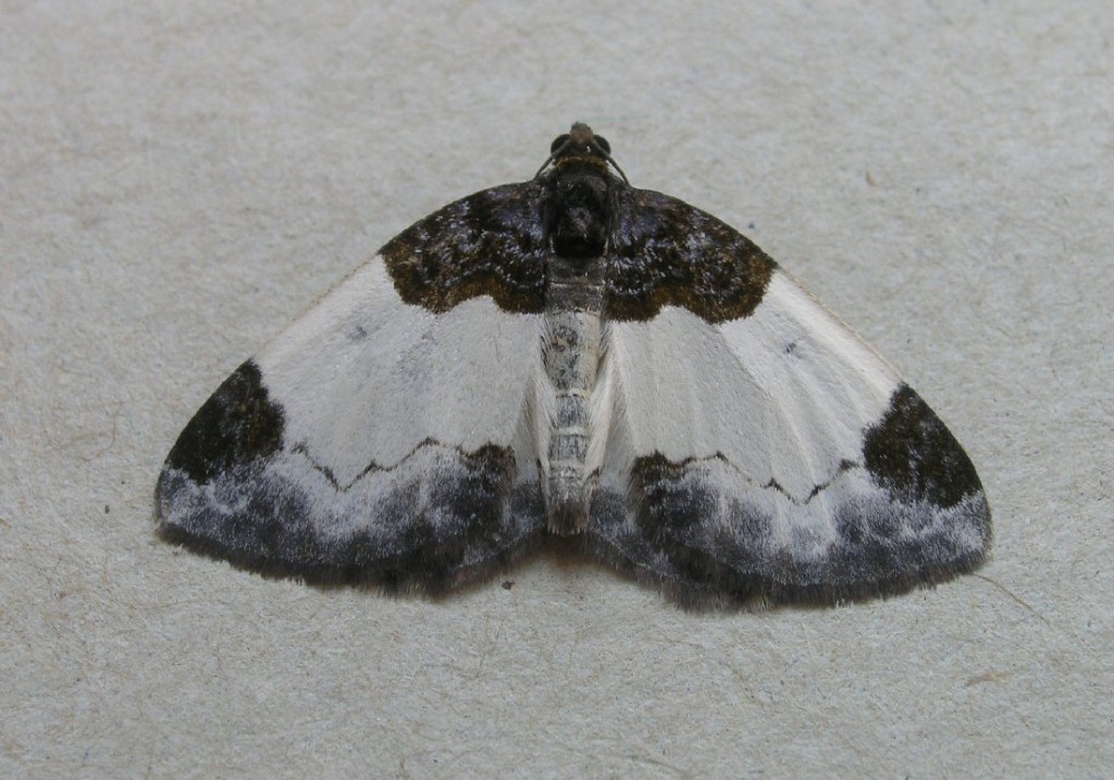 Beautiful Carpet (Mesoleuca albicillata)