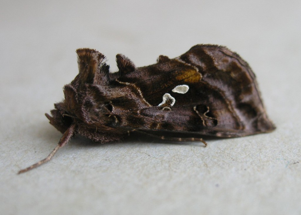 Beautiful Golden Y (Autographa pulchrina)