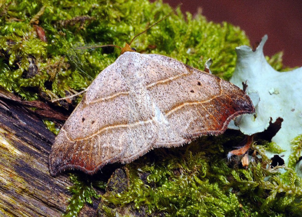 Beautiful Hook-tip (Laspeyria flexula)
