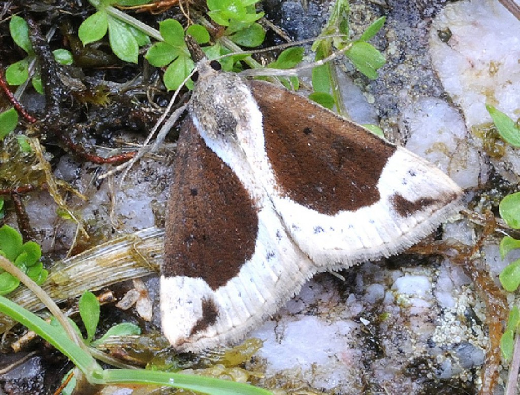 Beautiful Snout (Hypena crassalis)