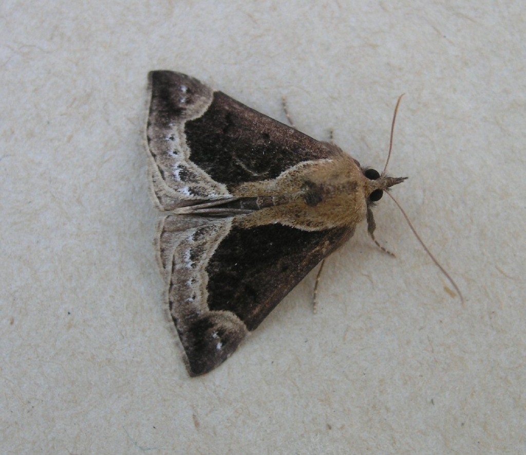 Beautiful Snout (Hypena crassalis)