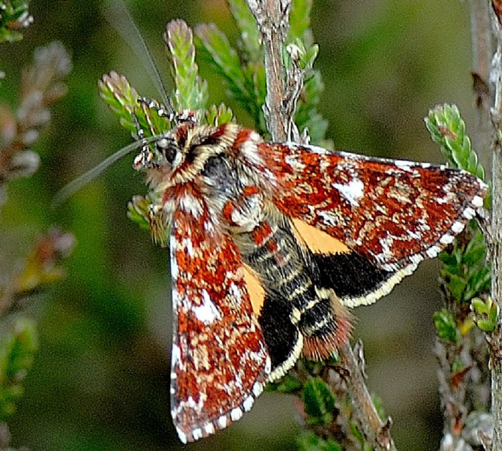 Beautiful Yellow Underwing (Anarta myrtilli)