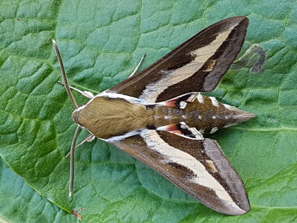 Bedstraw Hawk-moth (Hyles gallii)
