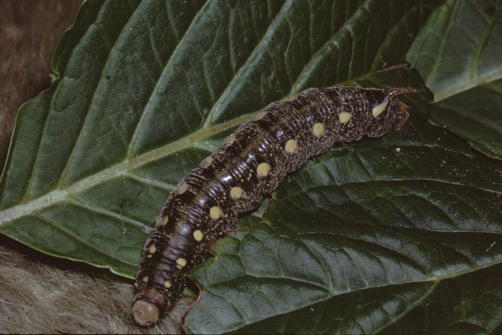 Bedstraw Hawk-moth (Hyles gallii)