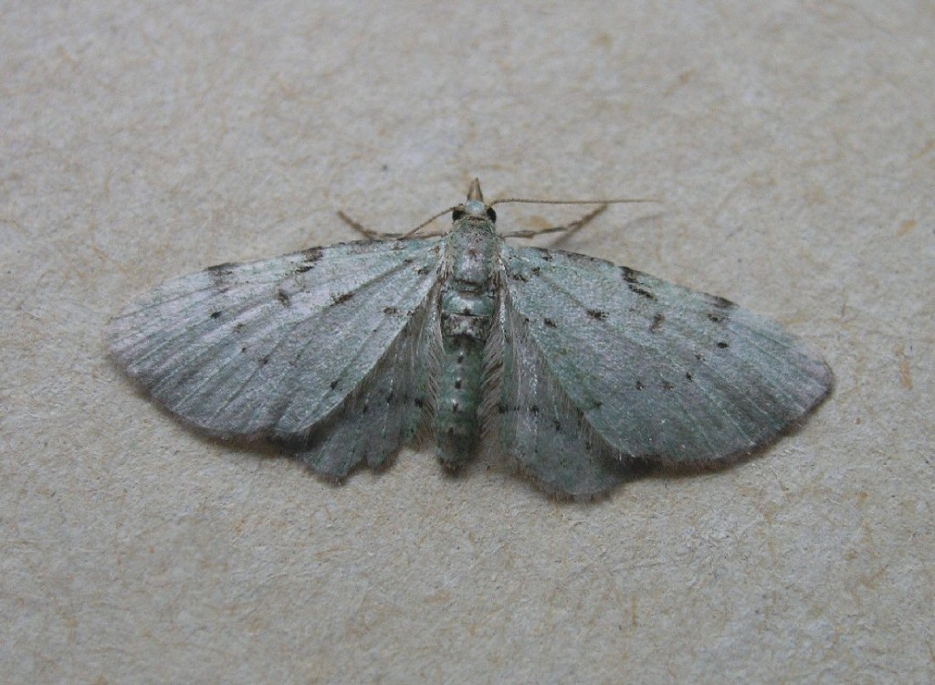 Bilberry Pug (Pasiphila debiliata)