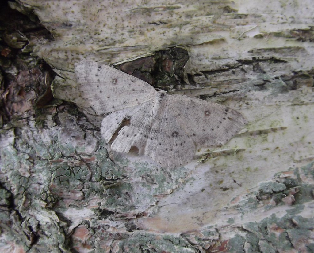 Birch Mocha (Cyclophora albipunctata)