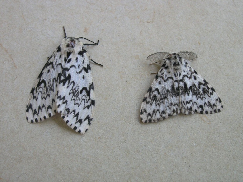 Black Arches (Lymantria monacha)