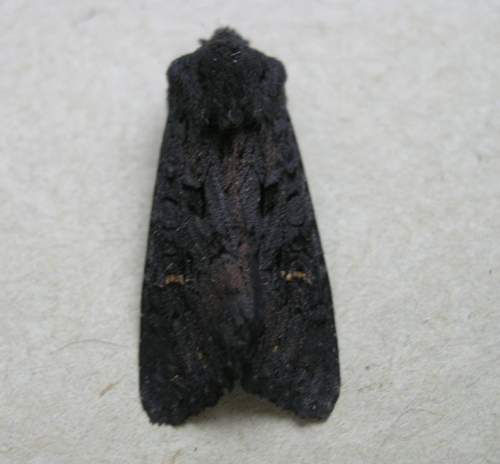 Black Rustic (Aporophyla nigra)