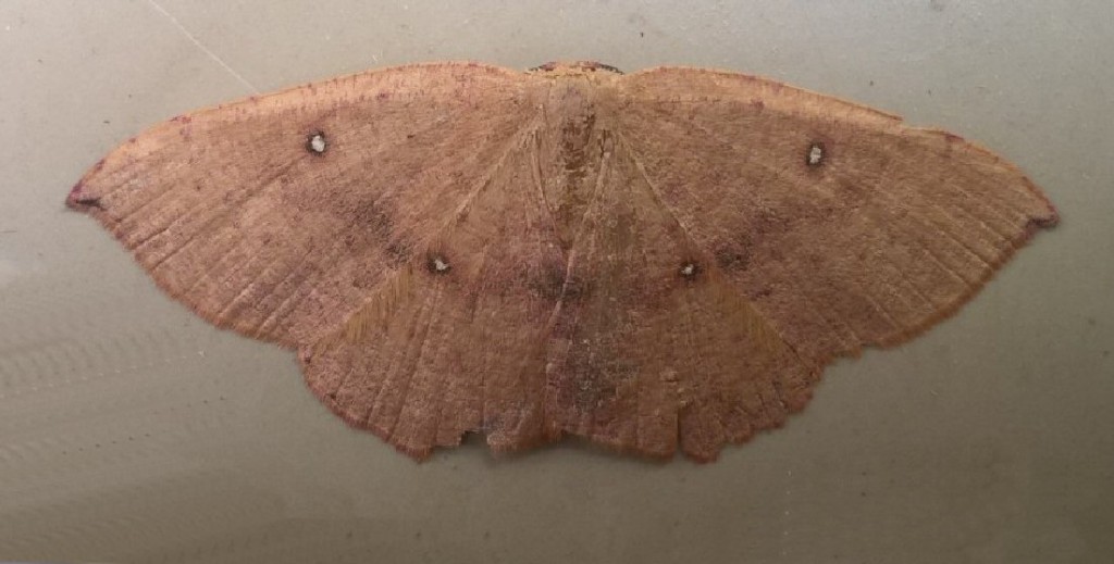 Blair's Mocha (Cyclophora puppillaria)
