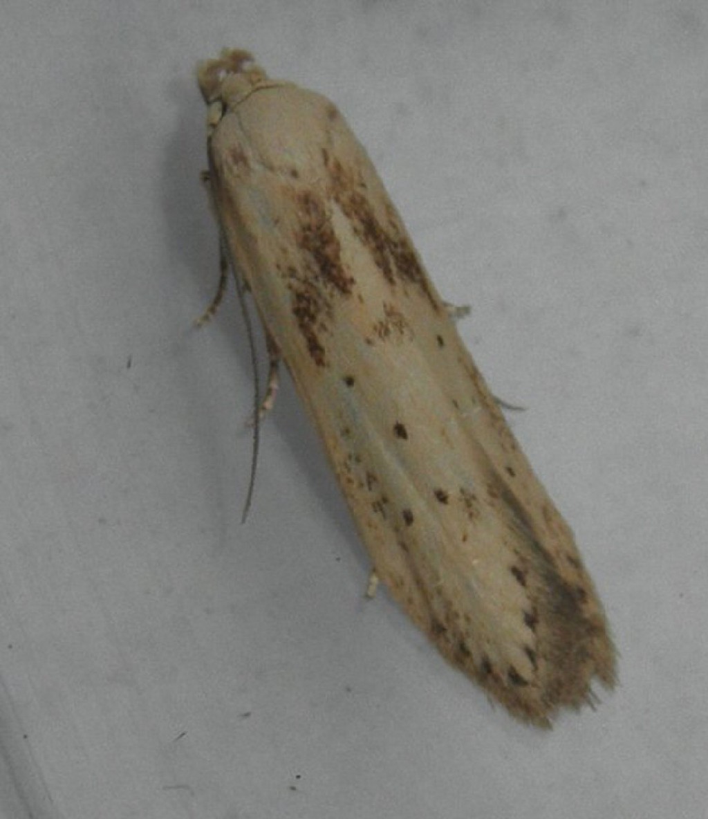 (Blastobasis lacticolella)