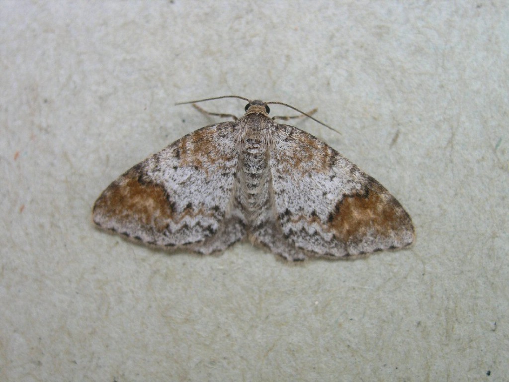 Blomer's Rivulet (Venusia blomeri)