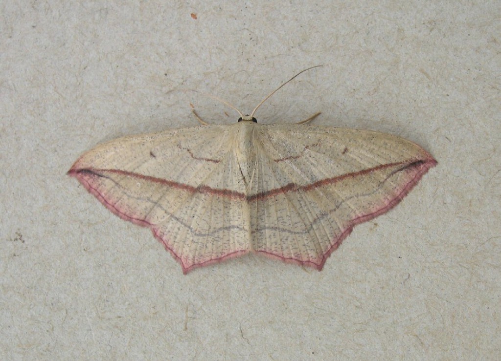 Blood-vein (Timandra comae)