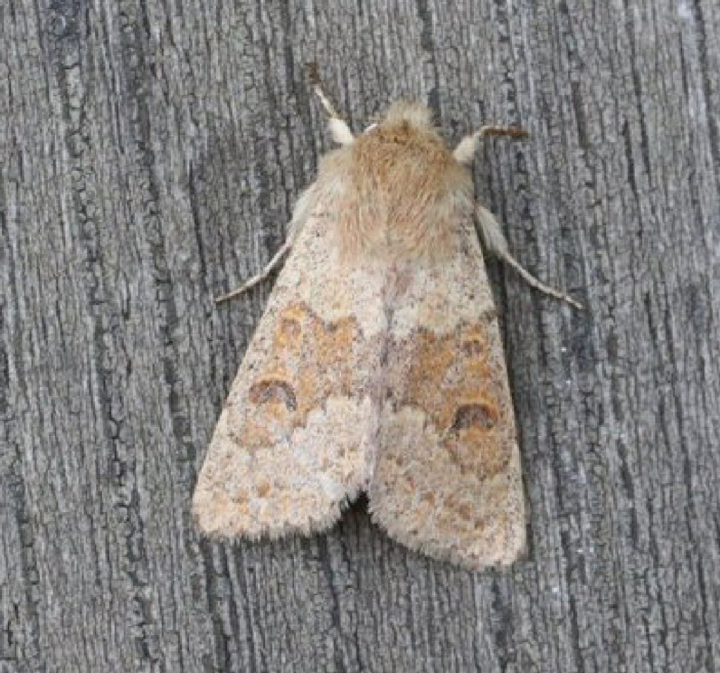 Blossom Underwing (Orthosia miniosa)