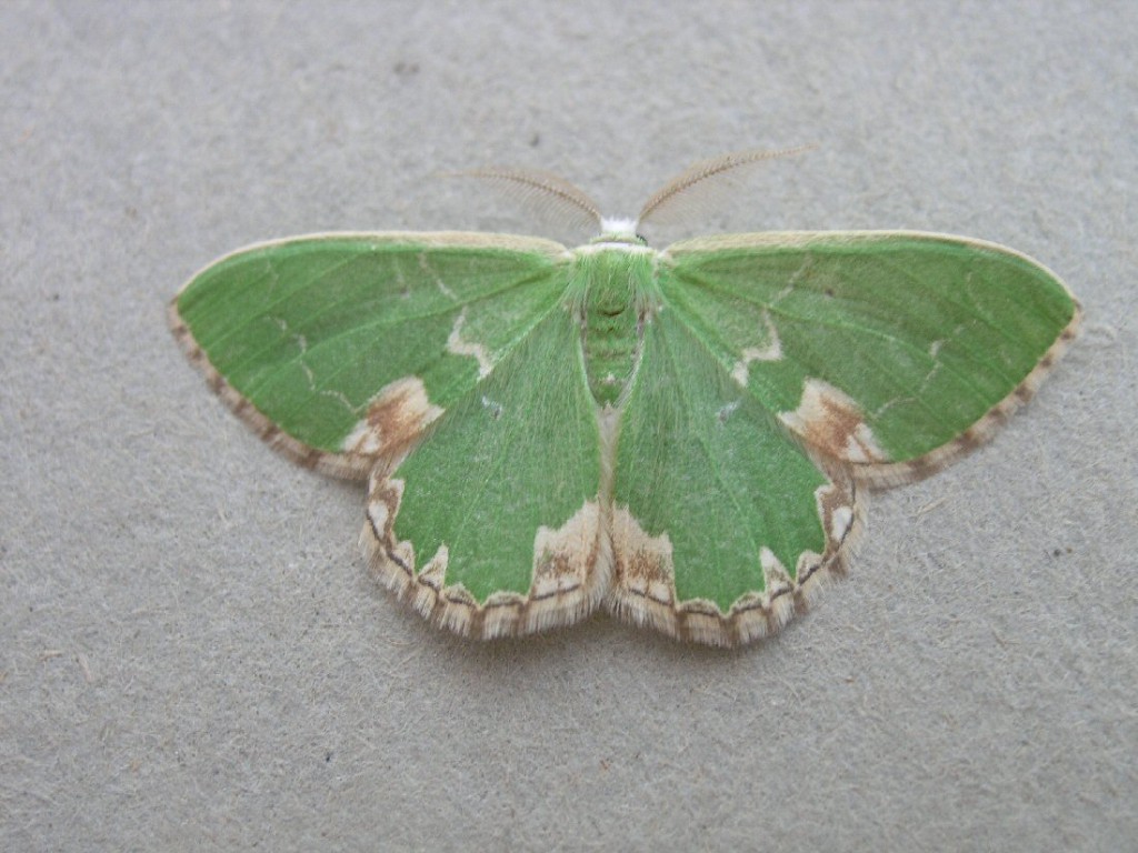 Blotched Emerald (Comibaena bajularia)