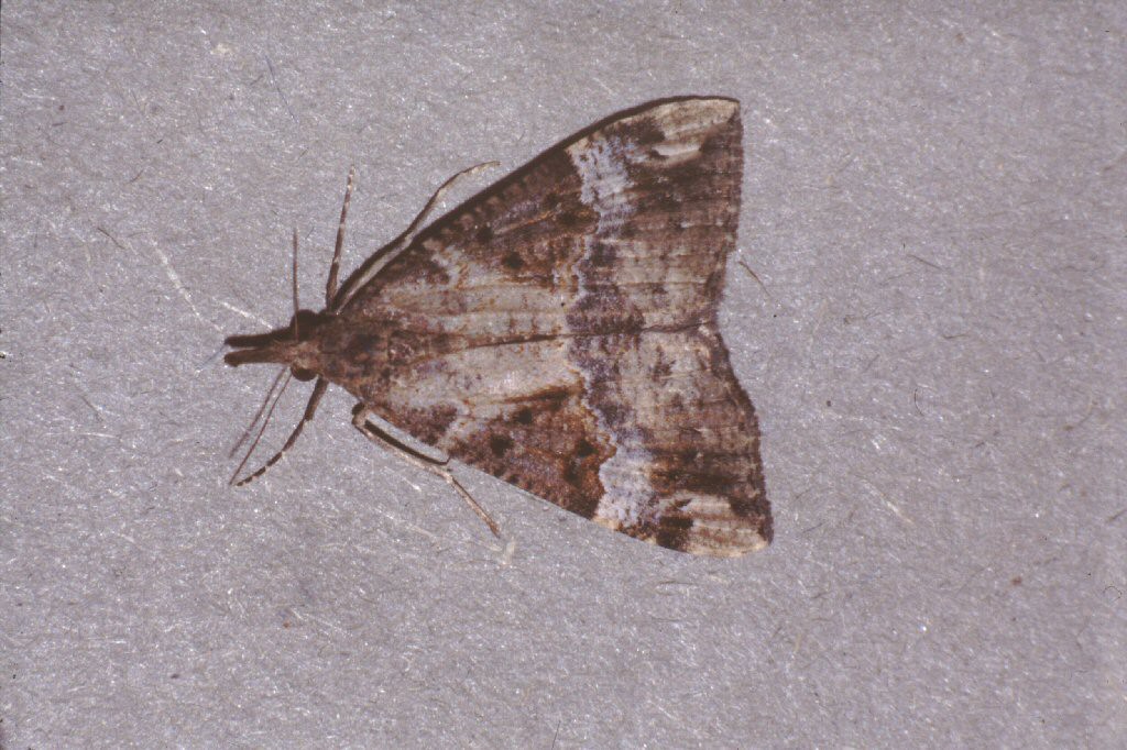 Bloxworth Snout (Hypena obsitalis)