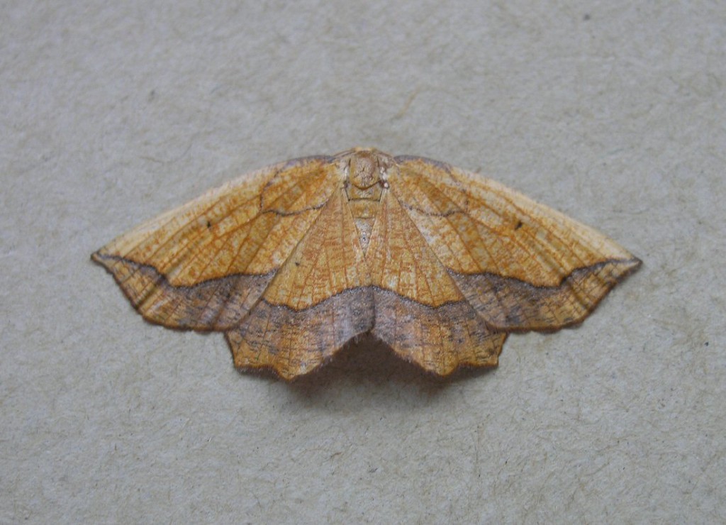 Bordered Beauty (Epione repandaria)