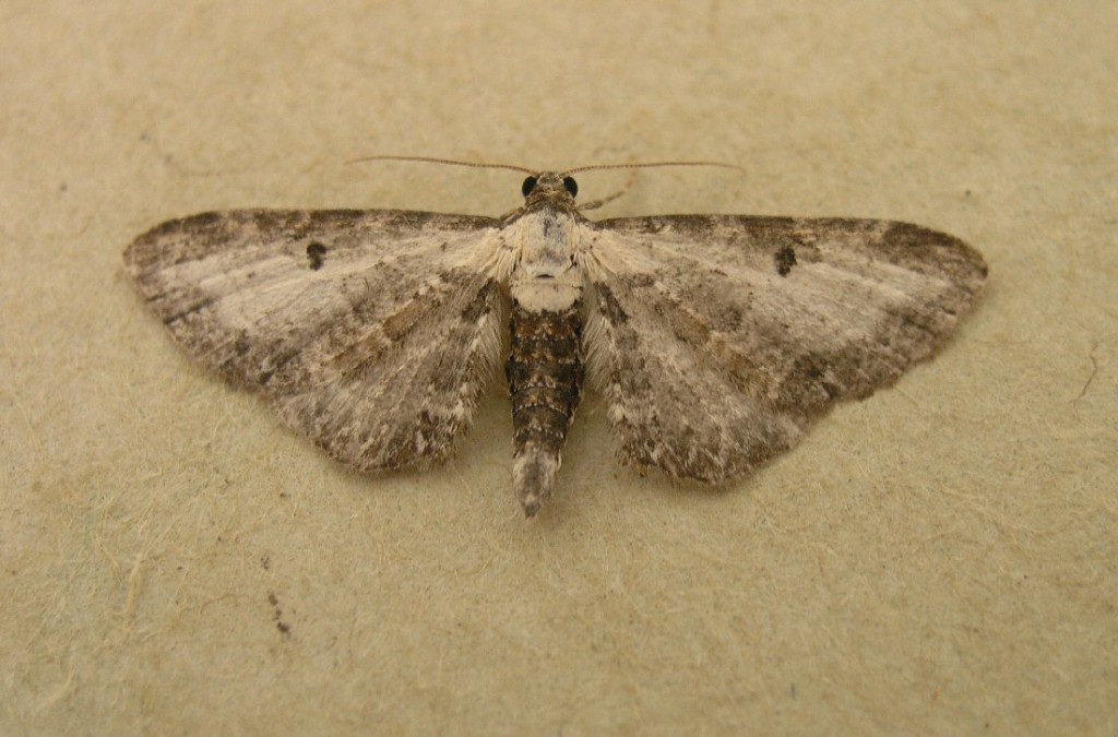 Bordered Pug (Eupithecia succenturiata)