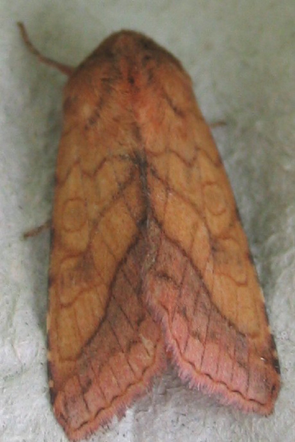 Bordered Sallow (Pyrrhia umbra)