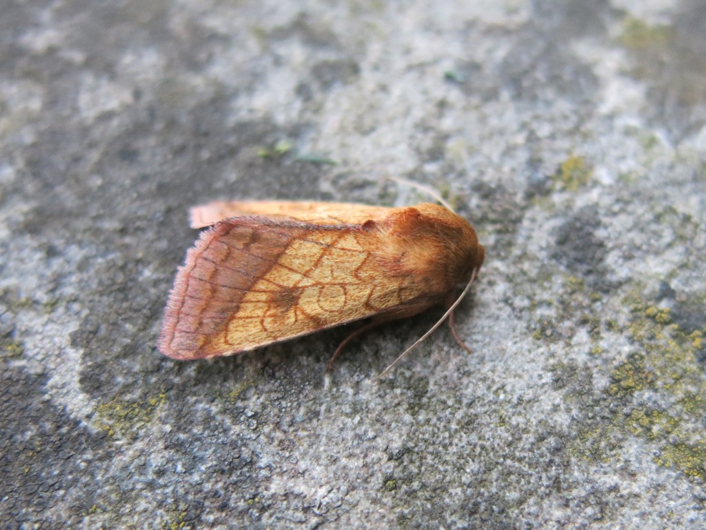 Bordered Sallow