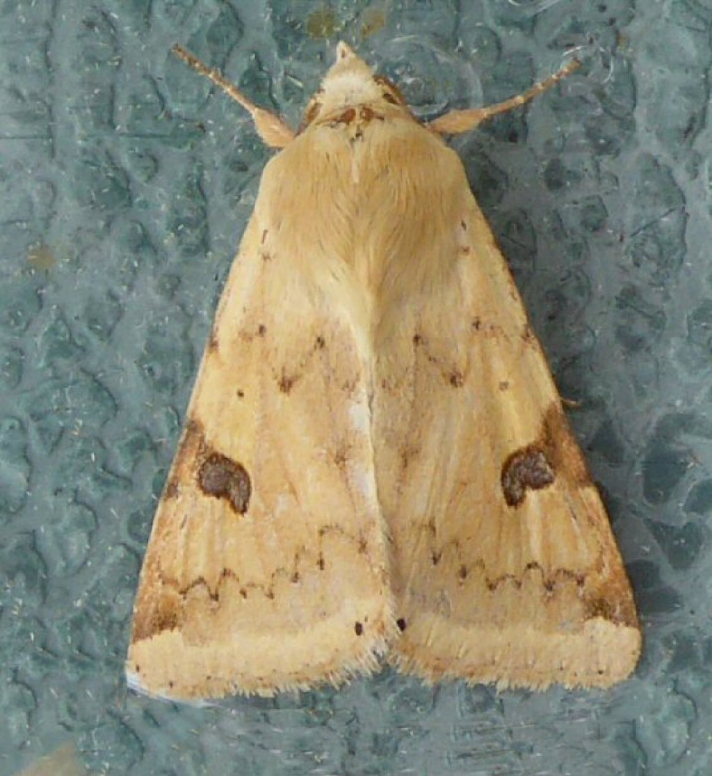 Bordered Straw (Heliothis peltigera)