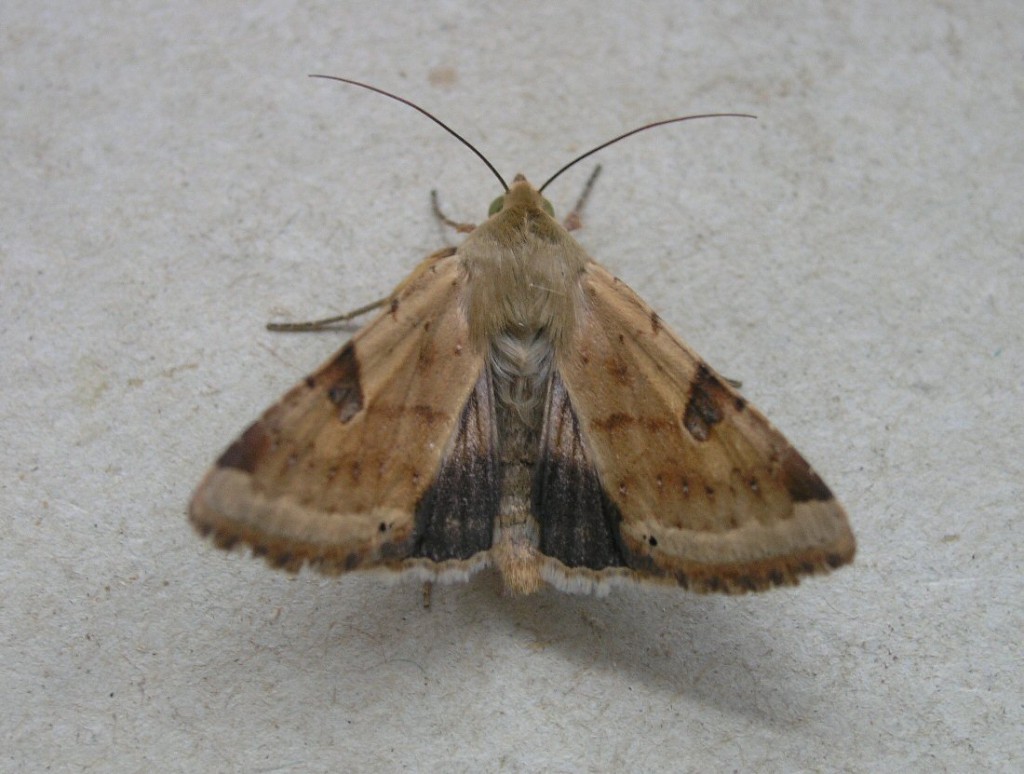 Bordered Straw (Heliothis peltigera)