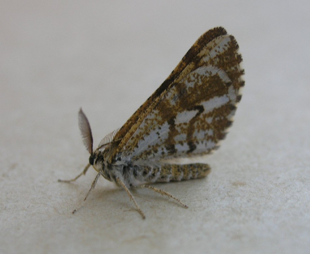 Bordered White (Bupalus piniaria)