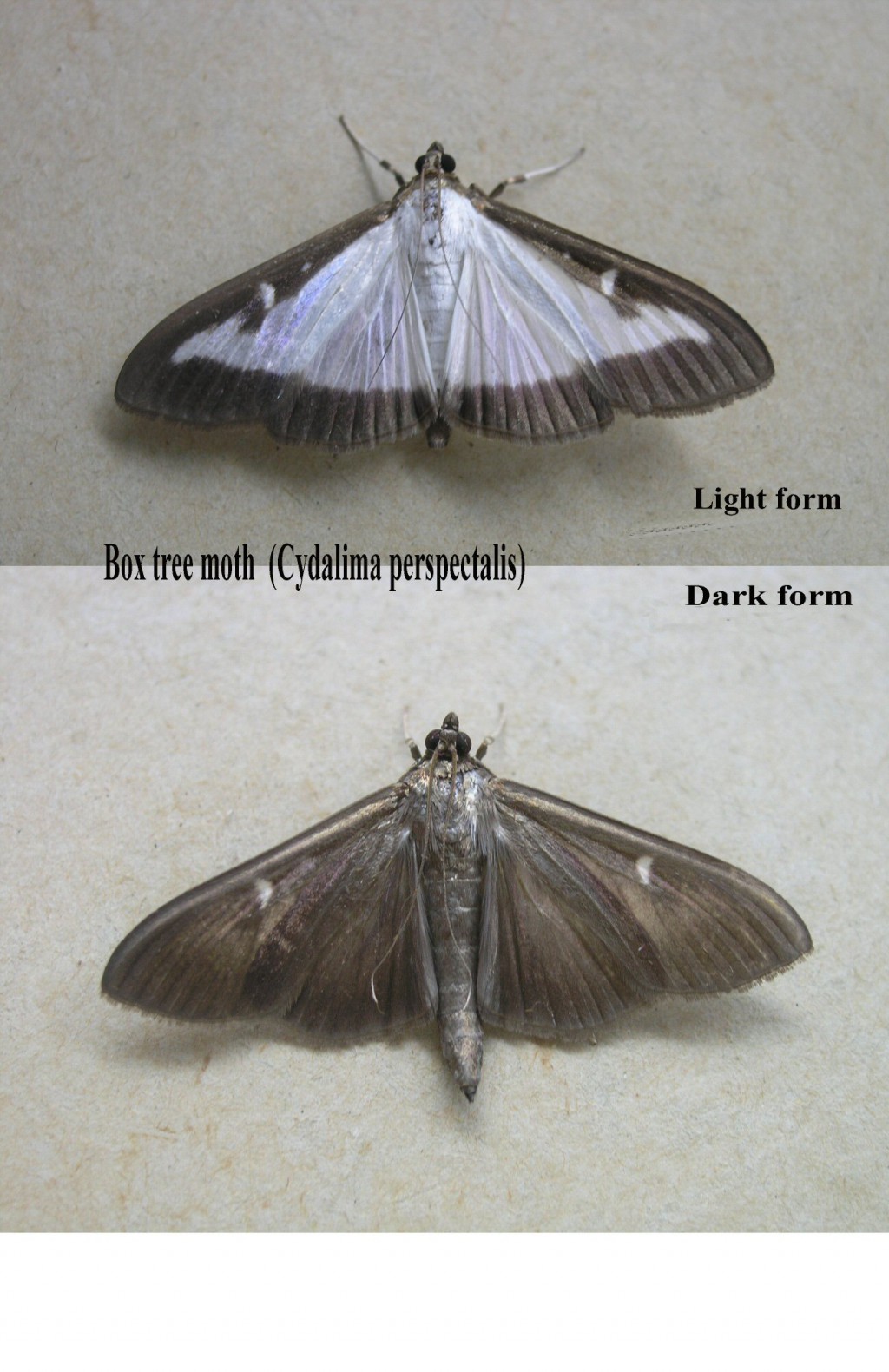 Box-tree Moth (Cydalima perspectalis)