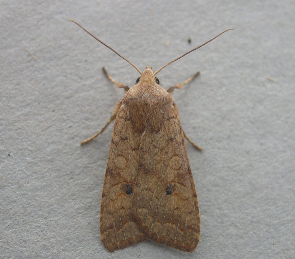 The Brick (Agrochola circellaris)