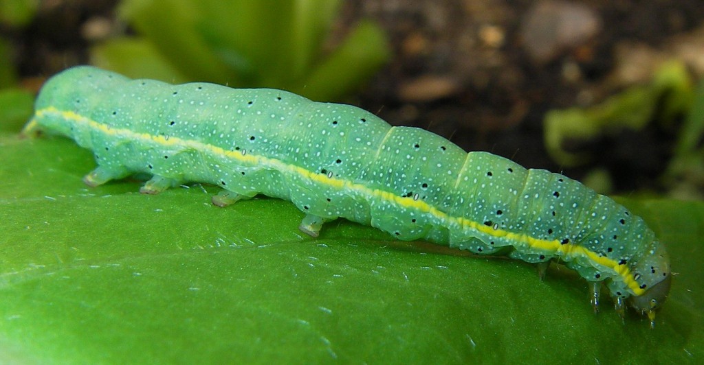 Bright-line Brown-eye (Lacanobia oleracea)