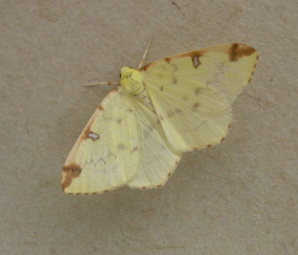 Brimstone Moth (Opisthograptis luteolata)