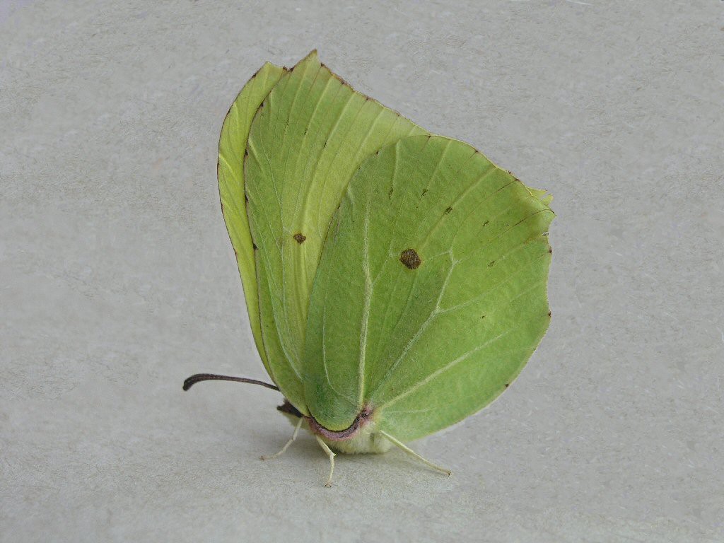 Brimstone (Gonepteryx rhamni)