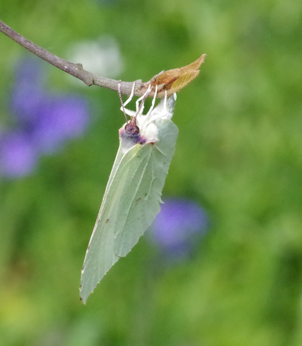 Brimstone (Gonepteryx rhamni)