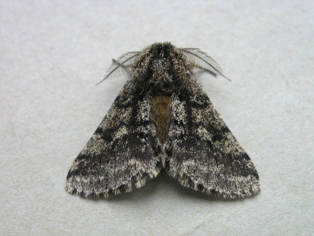 Brindled Beauty (Lycia hirtaria)