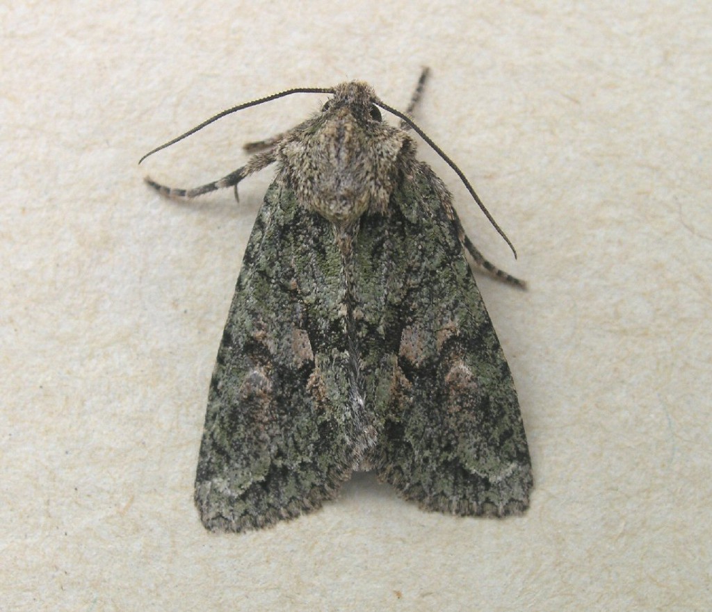 Brindled Green (Dryobotodes eremita)