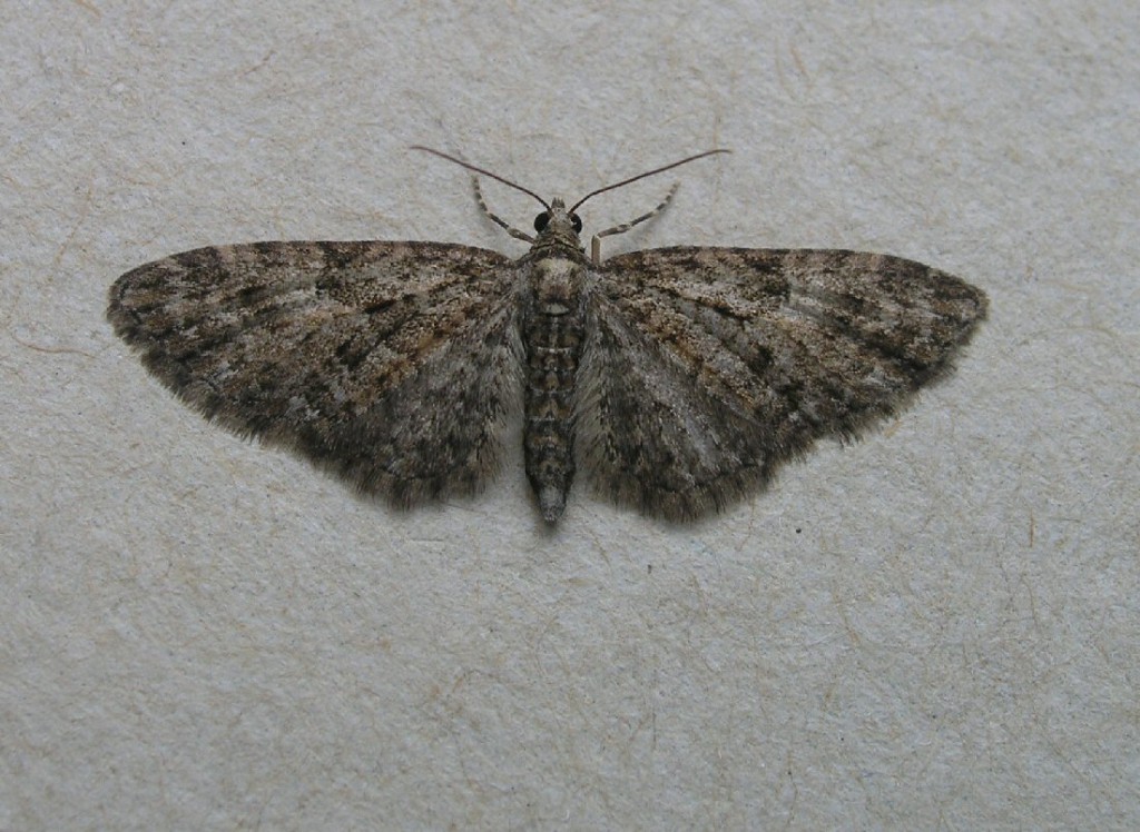 Brindled Pug (Eupithecia abbreviata)