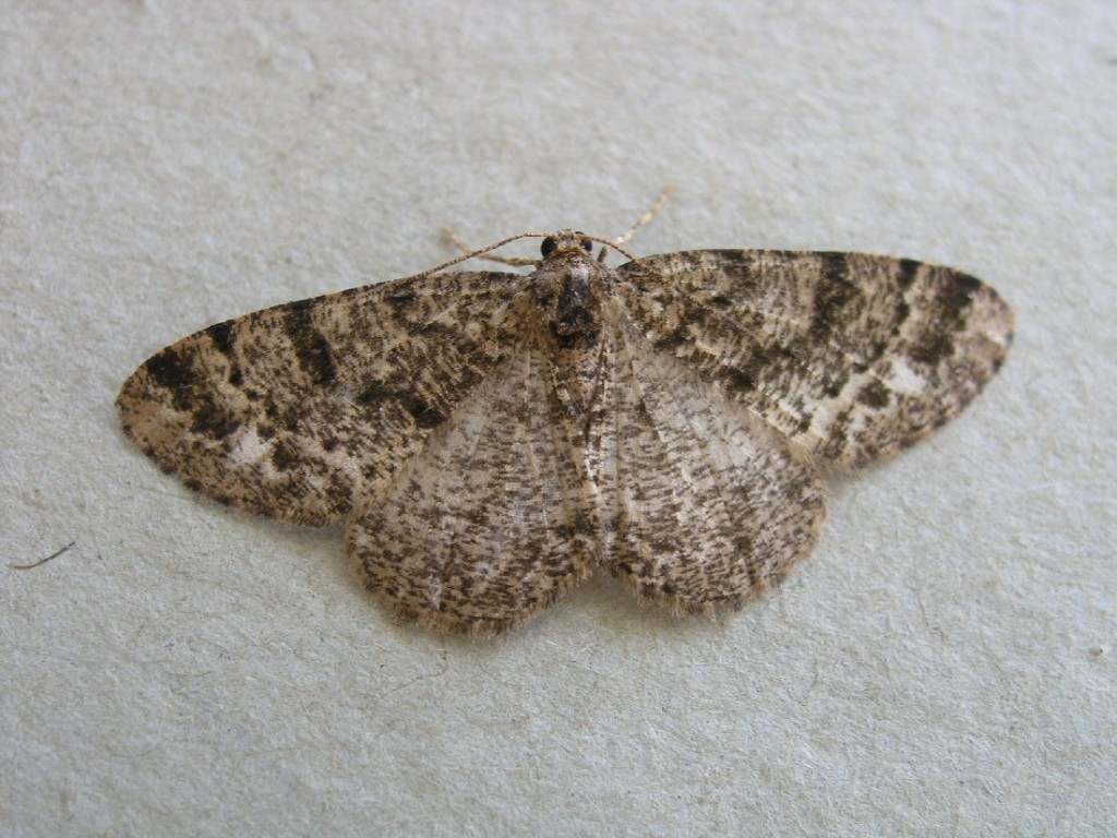 Brindled White-spot (Parectropis similaria)