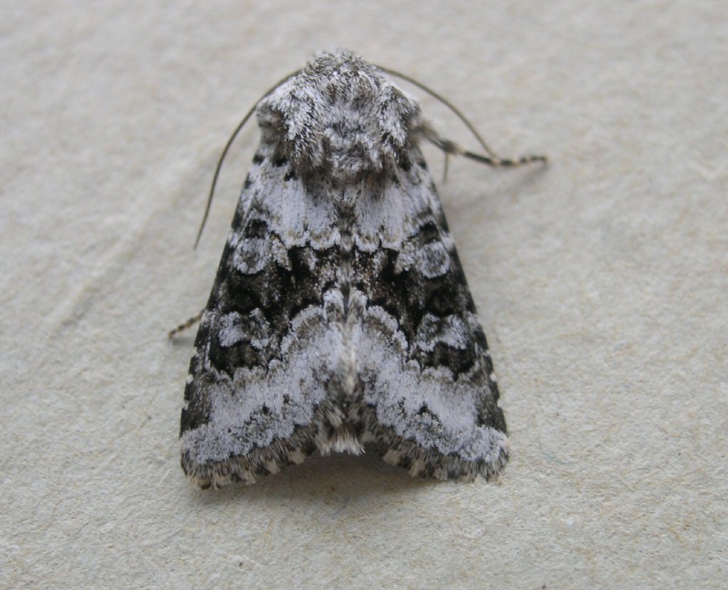 Broad-barred White (Hecatera bicolorata)