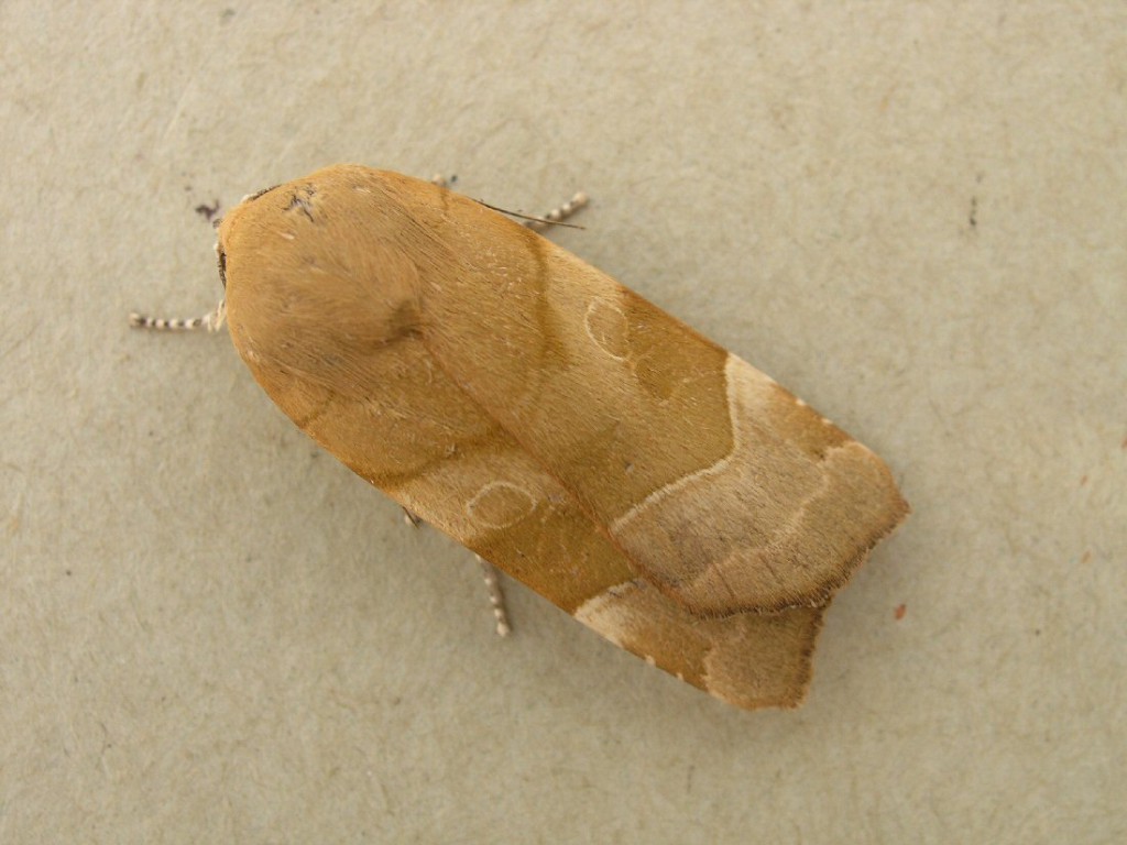 Broad-bordered Yellow Underwing (Noctua fimbriata)