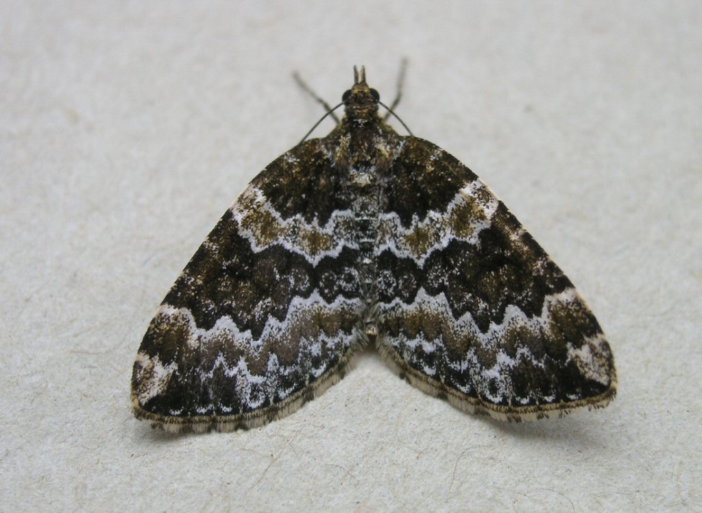 Broken-barred Carpet (Electrophaes corylata)