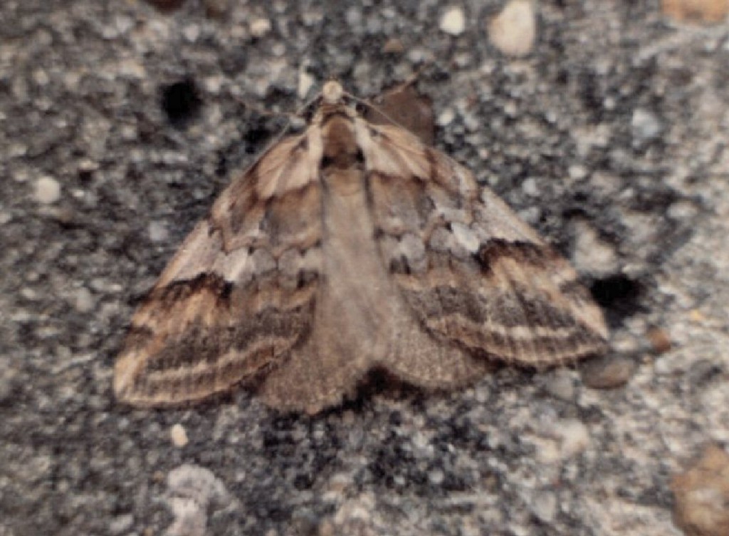 Broom-tip (Chesias rufata)