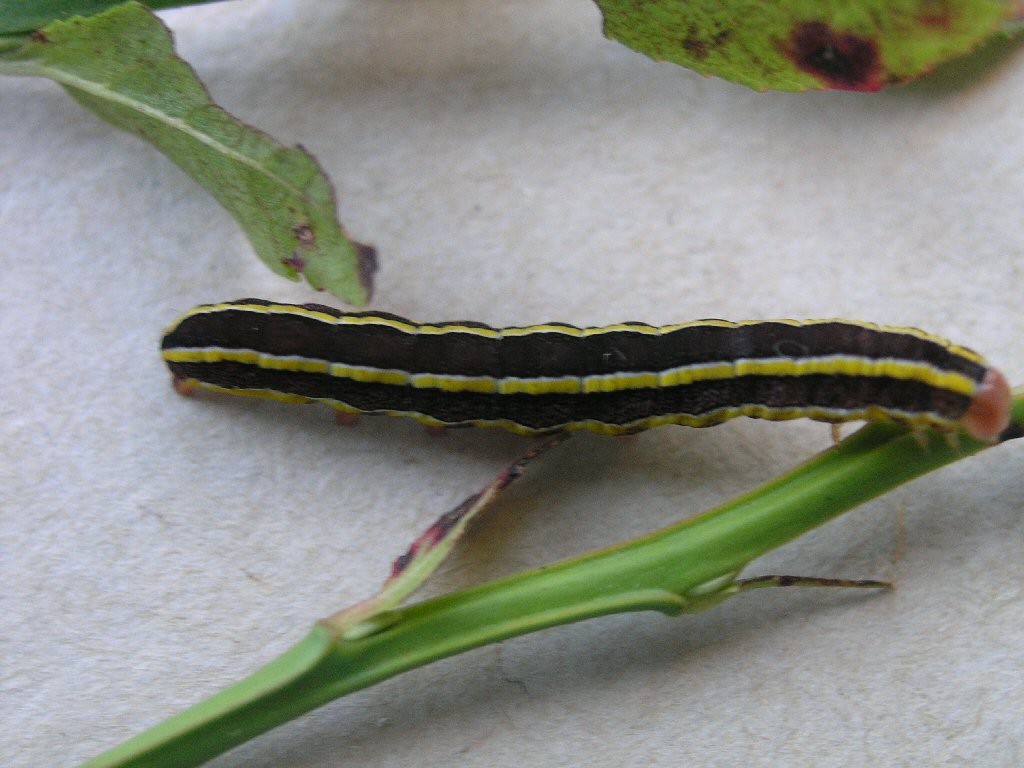 Broom Moth (Ceramica pisi) larva