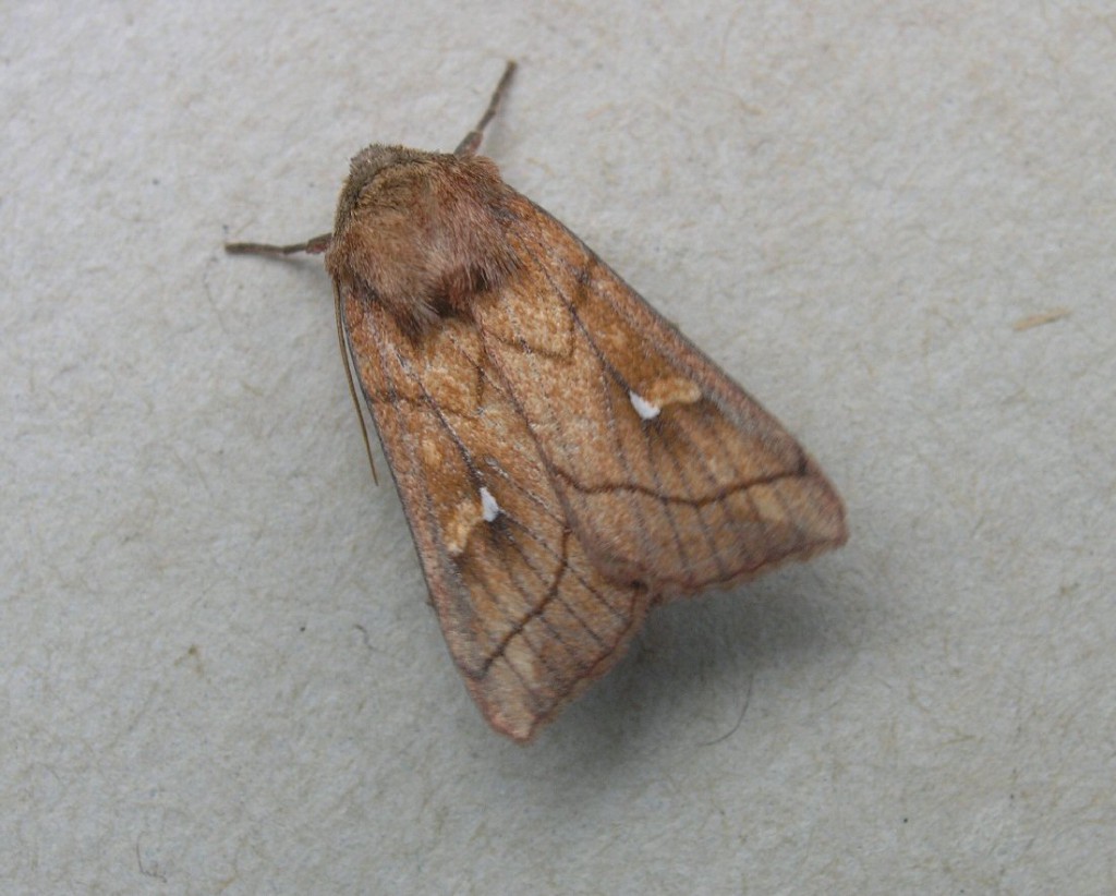 Brown-line Bright-eye (Mythimna conigera)