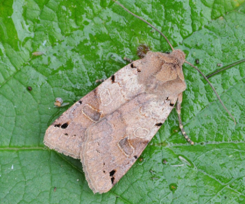 Brown-spot Pinion (Agrochola litura)