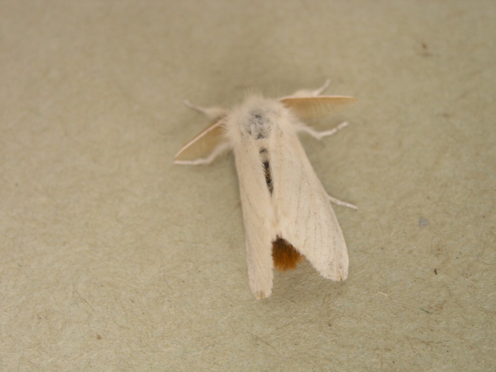 Brown-tail (Euproctis chrysorrhoea)