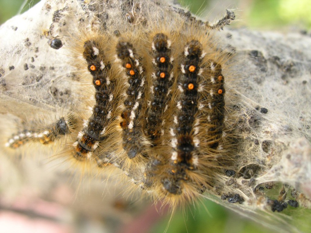 Brown-tail (Euproctis chrysorrhoea)