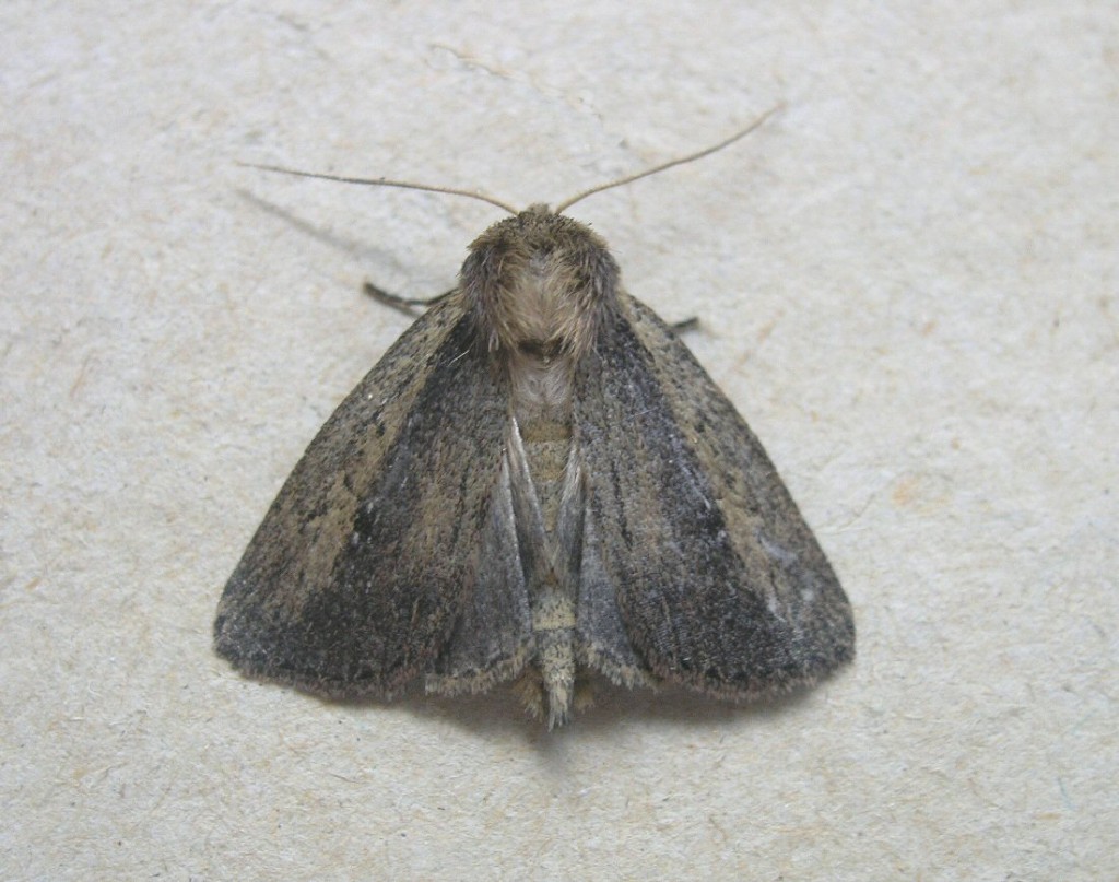 Brown-veined Wainscot (Archanara dissoluta)