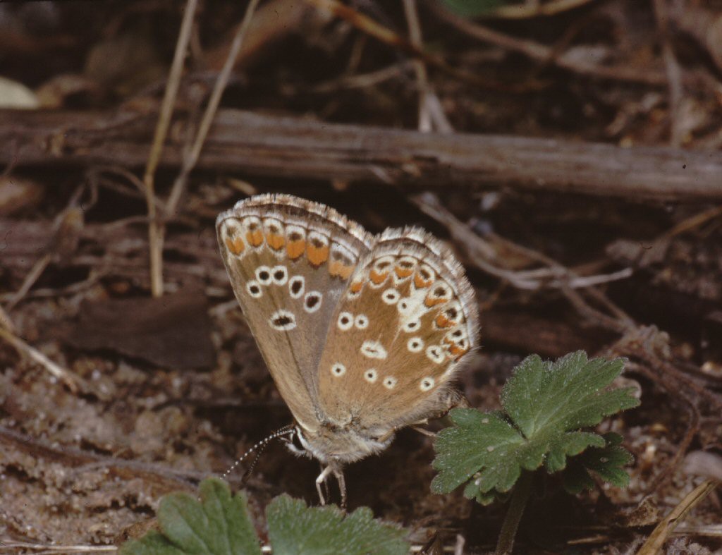 Brown Argus (Aricia agestis)