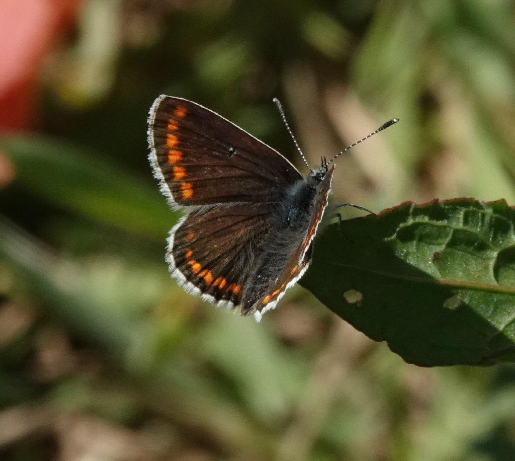 Brown Argus (Aricia agestis)