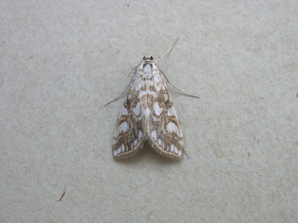 Brown China-mark (Elophila nymphaeata)